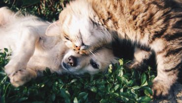 Los Top 5 suplementos naturales para perros y gatos